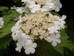 Kalina obecná (Viburnum opulus)