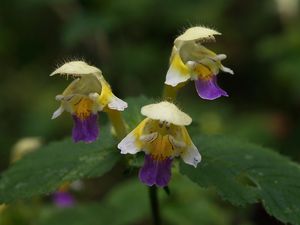 Konopice sličná (Galeopsis speciosa)