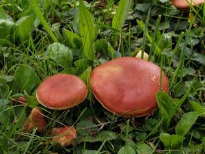 Klikni pro velký obrázek