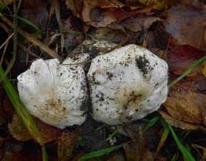 Čirůvka holubičí - Tricholoma columbetta (Fr.) P.Kumm.