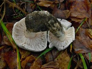 Čirůvka holubičí - Tricholoma columbetta (Fr.) P.Kumm.