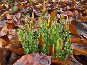 Plavuň pučivá (Lycopodium annotinum)