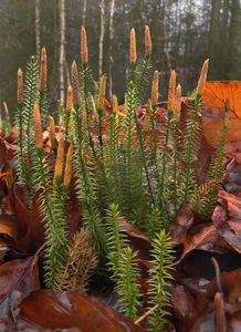 Plavuň pučivá (Lycopodium annotinum)