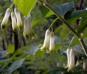 Kokořík mnohokvětý (Polygonatum multiflorum)