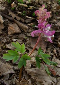 Dymnivka dutá (Coryadilis cava (L.) Schw.et Koerte)