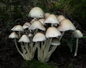 Křehutka Candolleova - Psathyrella candolleana (Fr.) Maire 1937