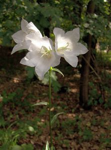 Zvonek broskvolistý (Campanula persicifolia L.)