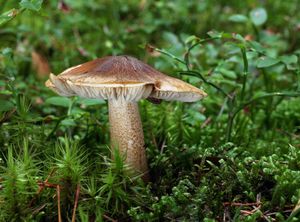 Čirůvka peřestá - Tricholoma fucatum (Fr.) P. Kumm. 1871