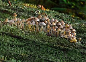 Helmovka leponohá - Mycena inclinata (Fr.) Quél. 1872