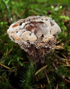 Lošákovec rezavý - Hydnellum ferrugineum  (Fr.) P. Karst. 1879