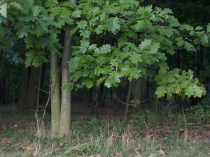 Dub červený (Quercus rubra)