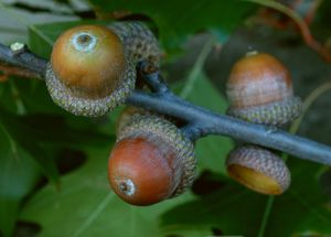 Dub červený (Quercus rubra)