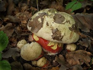 Klikni pro velký obrázek