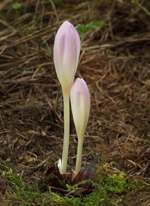 Ocún jesenní (Colchicum autumnale L.)