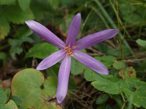 Ocún jesenní (Colchicum autumnale L.)