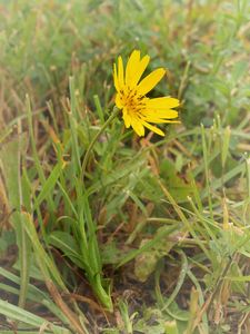 Kozí brada východní (Tragopogon orientalis)