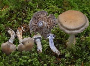 Pavučinec odchylný - Cortinarius anomalus (Fr.) Fr.