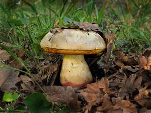 Hřib satan hlohový - Boletus satanas f. crataegi Smotl. ex Antonin