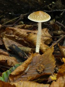 Lysohlávka šupinatá - Leratiomyces squamosus (Pers.) Bridge & Spooner 2008