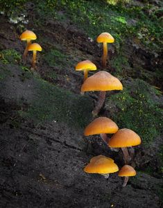 Šupinovka poprášená - Gymnopilus picreus  (Pers.) P. Karst. 1879