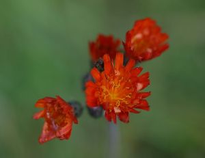 Jestřábník oranžový (Hieracium aurantiacum)