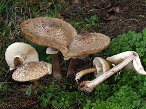 Bedla červenající česká - Chlorophyllum brunneum (Farl. & Burt) Vellinga 2002