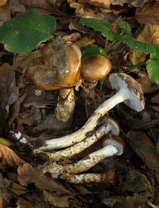 Štavnatka dvoubarvá - Hygrophorus persoonii Arnolds