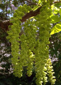 Ořešák černý (Juglans nigra)