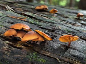 Šupinovka poprášená - Gymnopilus picreus  (Pers.) P. Karst. 1879