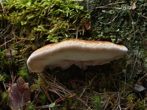 Smolokorka pryskyřičná - Ischnoderma benzoinum (Wahlenb.) P.Karst