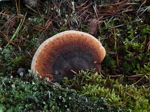 Smolokorka pryskyřičná - Ischnoderma benzoinum (Wahlenb.) P.Karst