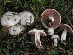 Pečárka polní - Agaricus campestris  L. 1753