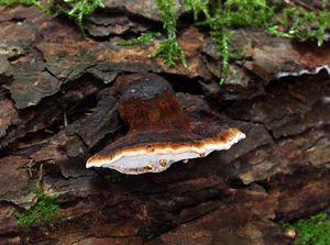 Smolokorka pryskyřičná - Ischnoderma benzoinum (Wahlenb.) P. Karst. 1881