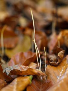 Kyj niťovitý - Macrotyphula juncea  (Alb. & Schwein.) Berthier 1974