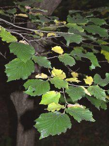 Líska obecná (Corylus avellana)