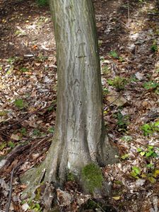 Habr obecný (Carpinus betulus)