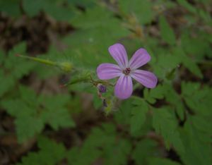 Kakost smrdutý (Geranium robertianum L.)