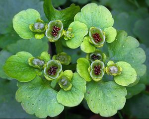 Mokrýš střídavolistý (Chrysosplenium alternifolium L.)