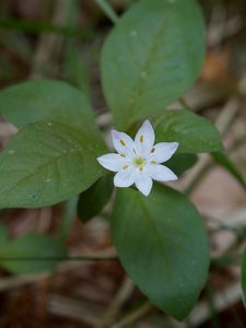 Sedmikvítek evropský (Trientalis europaea L.)