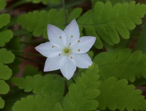 Sedmikvítek evropský (Trientalis europaea L.)