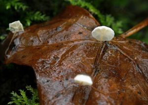 Špička břečťanová - Marasmius epiphylloides (Rea) Sacc. & Trotter