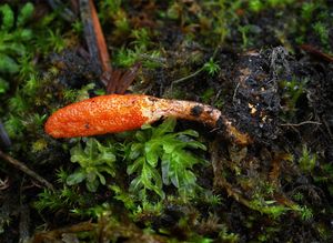 Housenice červená - Cordyceps militaris (L.) Fr. 1818