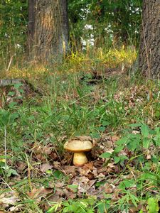 Hřib satan hlohový - Boletus satanas f. crataegi Smotl. ex Antonin