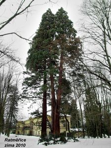 Sekvojovec obrovský (Sequoiadendron giganteum (Lindl.) J. Buchholz)