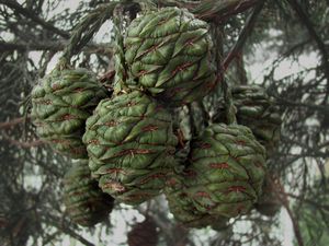 Sekvojovec obrovský (Sequoiadendron giganteum (Lindl.) J. Buchholz)