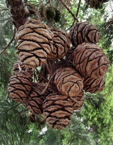 Sekvojovec obrovský (Sequoiadendron giganteum (Lindl.) J. Buchholz)