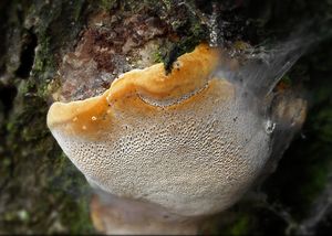 Ohňovec ovocný - Phellinus pomaceus (Pers.) Maire 1933