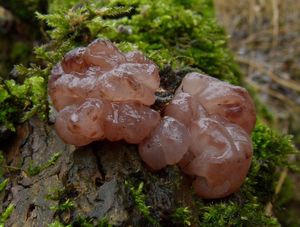 Mozkovka rosolovitá - Ascotremella faginea  (Peck) Seaver 1930