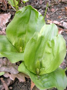 Bradáček vejčitý (Listera ovata)