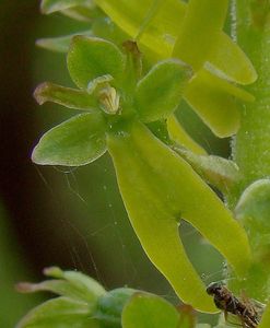 Bradáček vejčitý (Listera ovata)